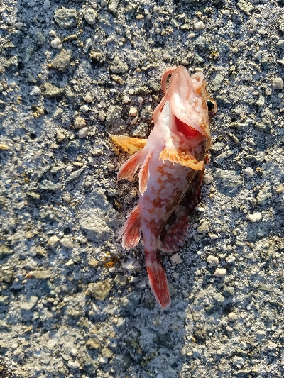 ガシラ釣り　～小さいのが多い～