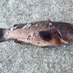 タンコブゲーム