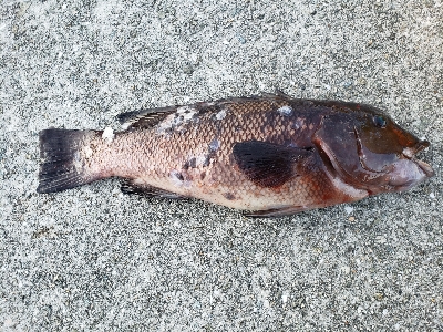 タンコブゲーム