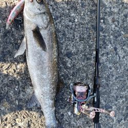 久々釣果、ヒラメは釣れないけど・・