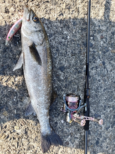 久々釣果、ヒラメは釣れないけど・・