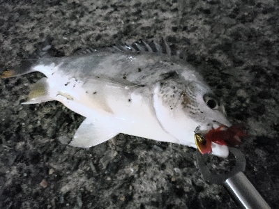 釣りにグビッたけ！～武庫川河口でチニング～…