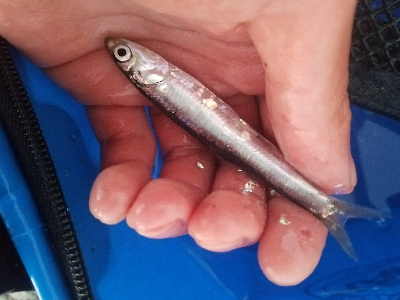 イワシ釣り　～天候急変！恐怖の体験～