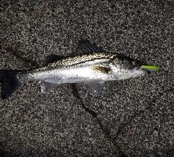 シーバスゲーム最高！