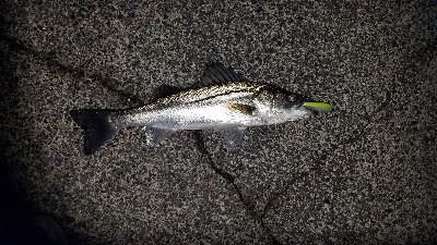 シーバスゲーム最高！