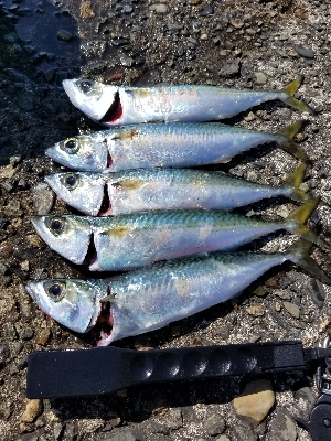 ﾏｯﾁｻﾞﾍﾞｲﾄ