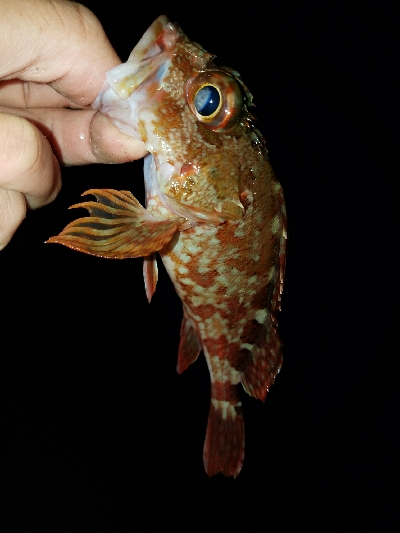 ガシラ釣り　～当たりは少ない～