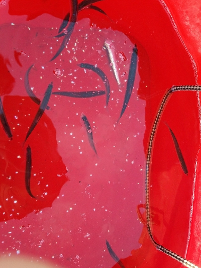 スズキ釣り　～スズキ、79センチ～