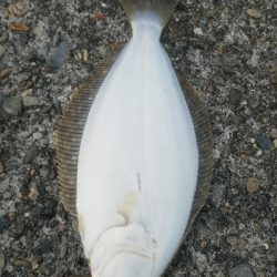 ヒラメ釣り ~メジロ、66センチ~