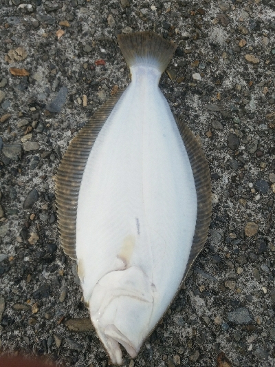 ヒラメ釣り ~メジロ、66センチ~