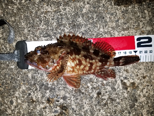 アジング&メバリング