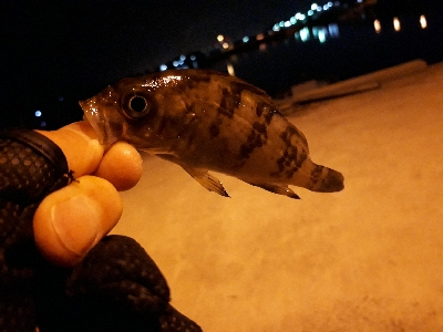 オーマイガーッ！