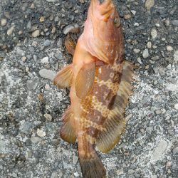 ヒラメ釣り ~マゴチ、59センチ~