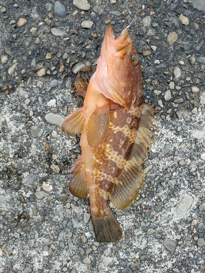 ヒラメ釣り ~マゴチ、59センチ~