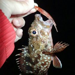 カサゴとタケノコメバル