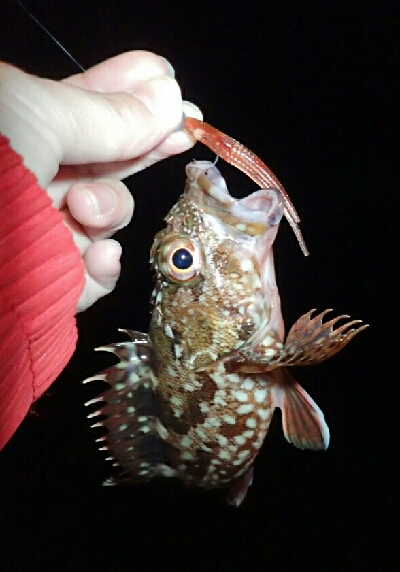 カサゴとタケノコメバル