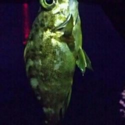 ちっちゃいカサゴとメバル