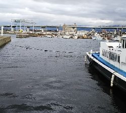 メバルさがし①