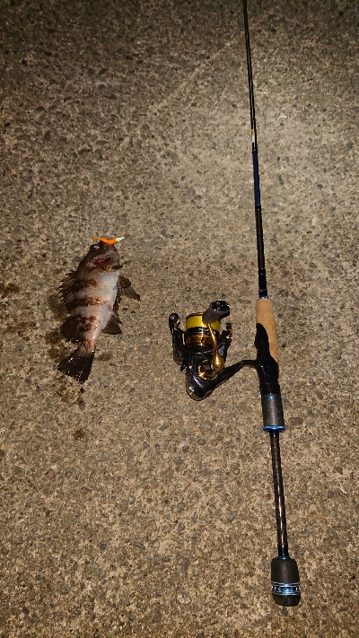今夜もメバル釣り。