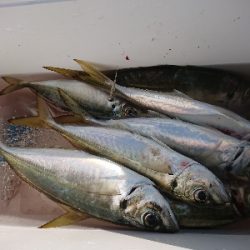 サビキからのエギング！