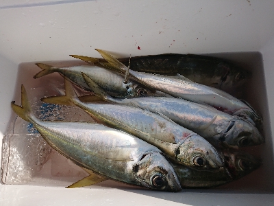 サビキからのエギング！