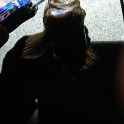 今夜もいつものポイントへ。