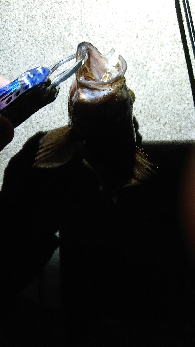 今夜もいつものポイントへ。