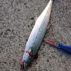 太刀魚狙いですが…