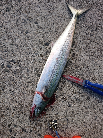 太刀魚狙いですが…