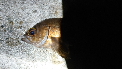 自己記録更新。