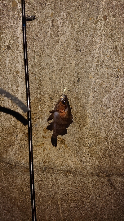 今夜もメバリング。