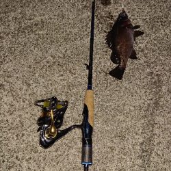 今日は厳しい。