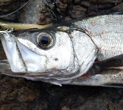 県南地磯でヒラスズキ