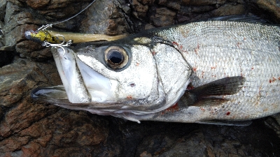 県南地磯でヒラスズキ