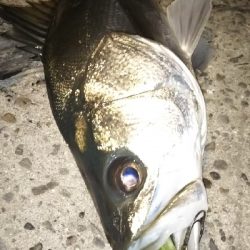 シャローで狙い打ち