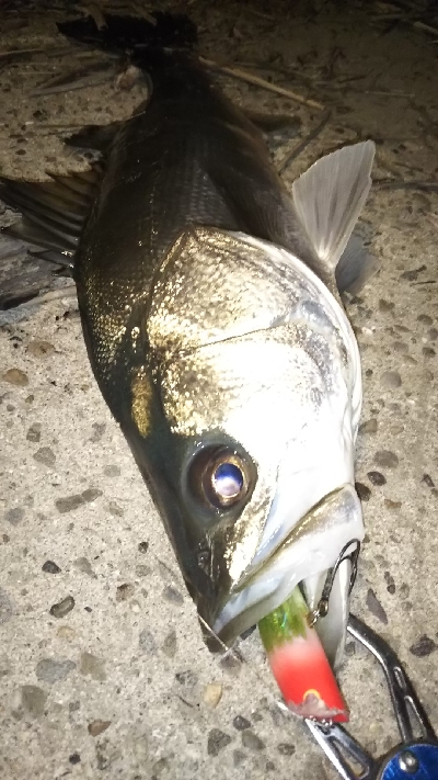 シャローで狙い打ち