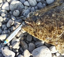 今年初のフラットが自己記録更新サイズ