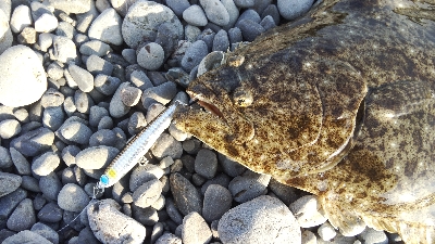 今年初のフラットが自己記録更新サイズ