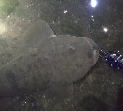 引き潮フィーバー