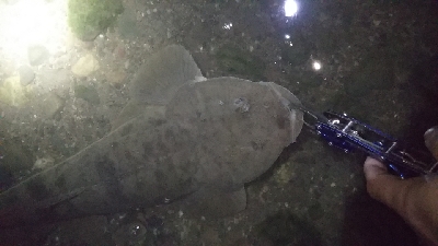 引き潮フィーバー