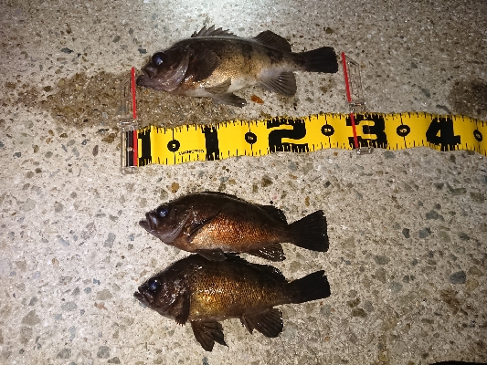 久し振りのメバル