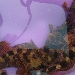 よく釣れました