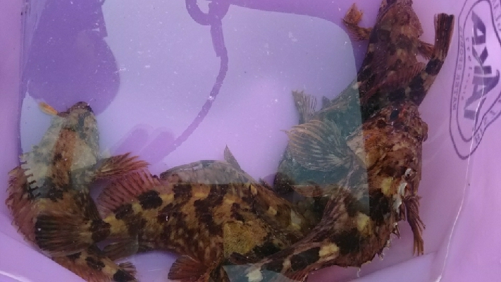 よく釣れました