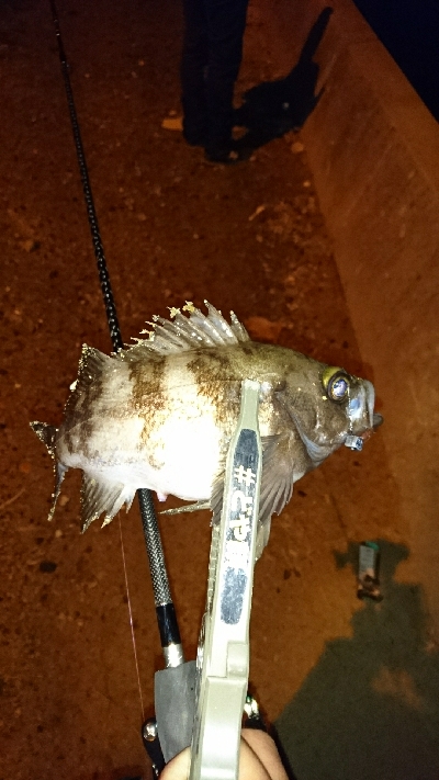 いつもの仲間とメバリングに行ってみました。