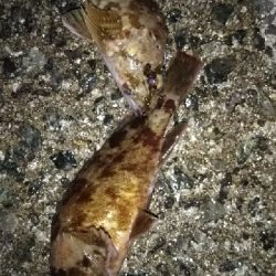 大物が釣れた！