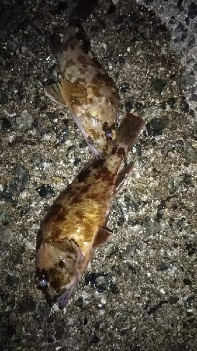 大物が釣れた！