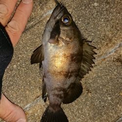 メバリング修行