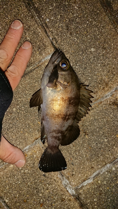 メバリング修行