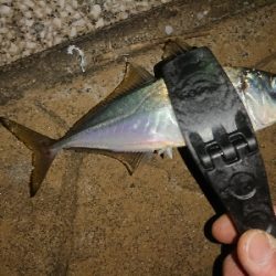 アジング修行in鳥取