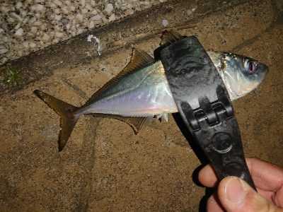 アジング修行in鳥取